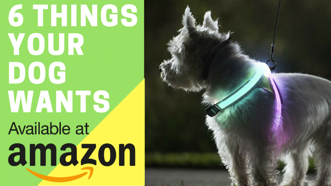 6 Things Your Dog Wants On Amazon